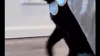 Favorite Friends #25 / Funny videos about cats, dogs and our other pets.