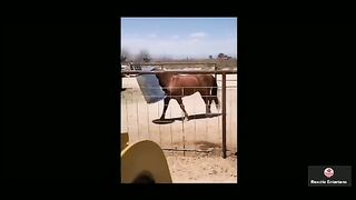Horses
