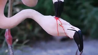 A flamingo couple feeding its young