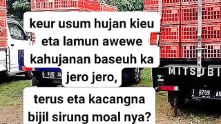 ayam broiler || kata kata lucu 163