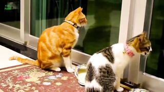 Funny cat videos 20