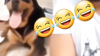 Crazy dog 2