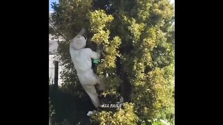 Funny Fails Compilation | Epic Funny Videos Caught on Camera
