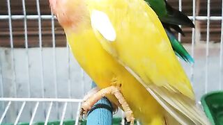 Love birds????#febspot #Trending️