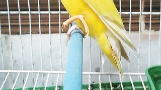 Love bird with couple ????#febspot #funny