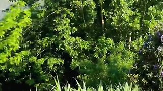 status,status video,status song,status whatsap,beast song,good song,video,natural 568