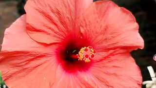 FLOWER 30136
