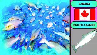 National Fish From Different Countries