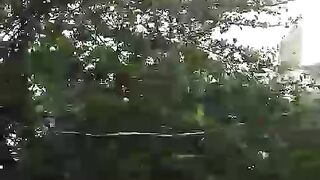 Gato macaco em ação