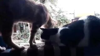 Gato lambão