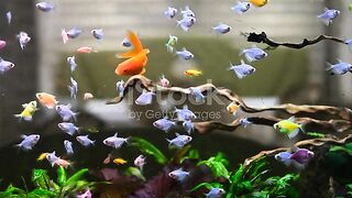 The most beautiful types of fish