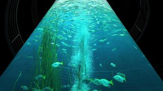 The most beautiful types of fish 2