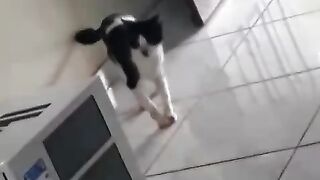 Super luta entre Bruce Gato Amarelo Lee contra Chuck Gato P&B Norris