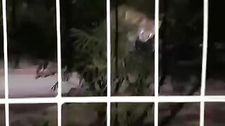 Gato Macaco cai do galho