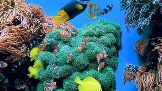The most beautiful types of fish 3
