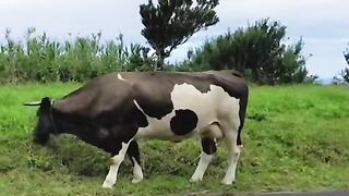 Unbelievable_Talking_Cow! I asked this cow for some direction and this happened #Talking cow
