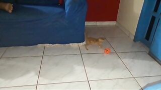 Gatinho enfrenta Bolinha