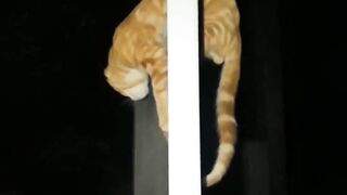 Gato Macaco em cima do portão