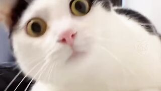 Kucing lucu 65
