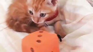 O gato e o Dado