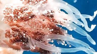 The most beautiful jellyfish