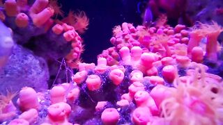 The most beautiful jellyfish 2