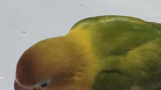Funny bird 2