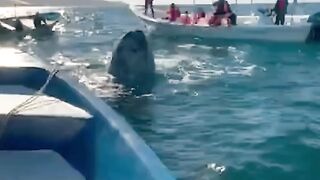 Big whale
