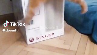viral funny cat videos