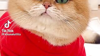 viral funny cat videos 2