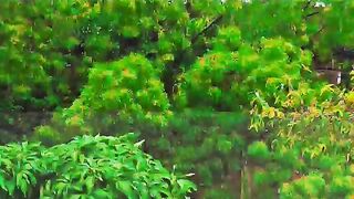 Beautiful seen of rain in government Post graduate college of science samanabad Faisalabad