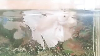 fighting ornamental fish