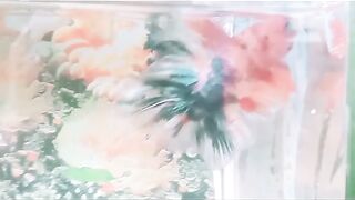 fighting ornamental fish 2