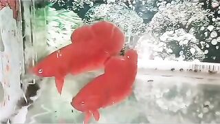 fighting ornamental fish 3