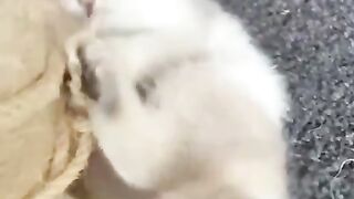Little Cat invite your Play
