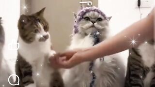 قطط متربيه