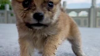 Rabbit and Dog