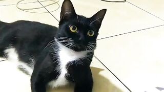 Black Cat Cute