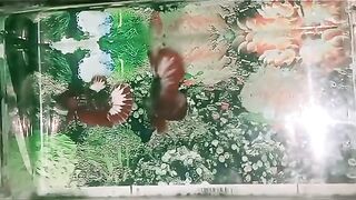 fighting ornamental fish 4