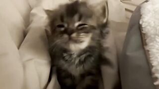 cute kitten 9