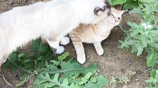 Cute cats 37