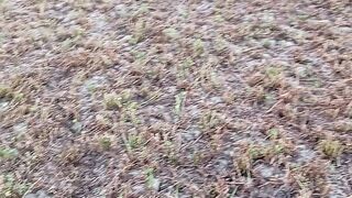 A nest in an empty field containing bird eggs for hatching. #eggs #birds #field #vlog