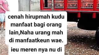 ayam broiler || kata kata lucu 170