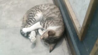 Kucing lucu 66
