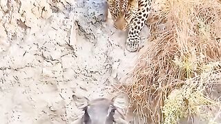 The_wild_boar_felt_the_leopard_behind_him_and_made_a desperate _attempt_to_die
