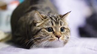 Kucing 19