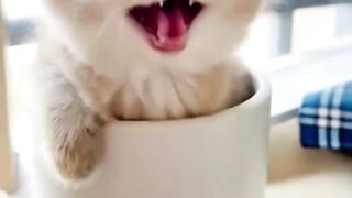 Cute little kitten video