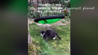 Funny Dogs And Cats