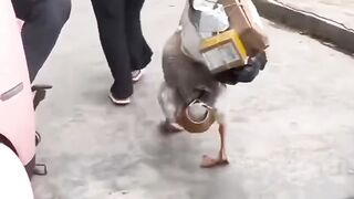 Funny duck????#febspot #Trending️
