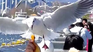 Birds lover????#febspot #Trending️